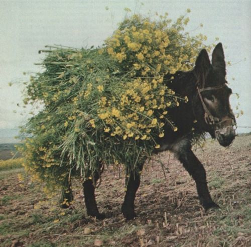 Spirit Image